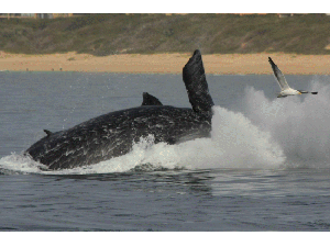 whale-breaching-sequence2